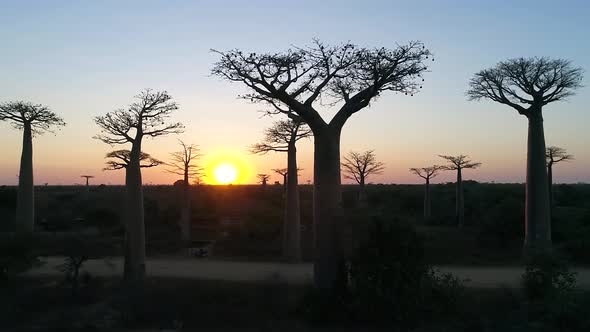 Avenue Of The Baobabs Morondava Madagascar 37