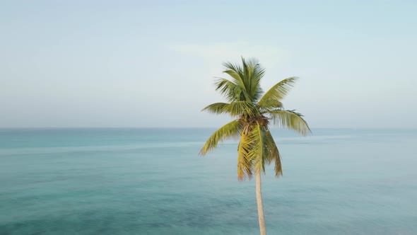 Palm Tree On The Background Of The Sea