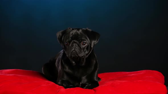 A Black Pug Lies on a Red Pillow and Looks Around
