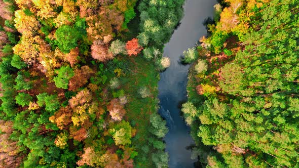 River and colorful forest. Aerial view of wildlife in Poland.