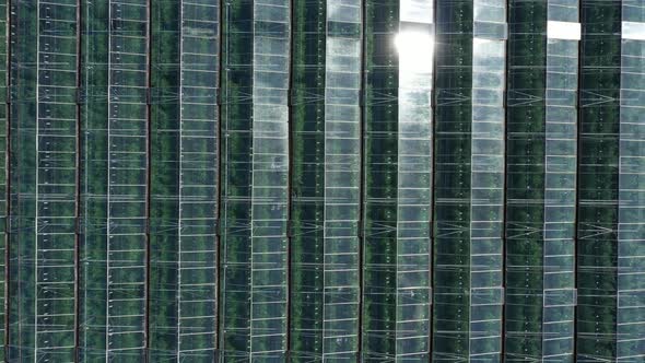 Aerial view of large commercial glasshouses in the UK pull away from low to high