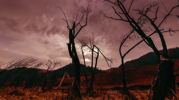 Time Lapse of Death Tree and Dry Yellow Grass at Mountian Landscape with Clouds and Sun Rays