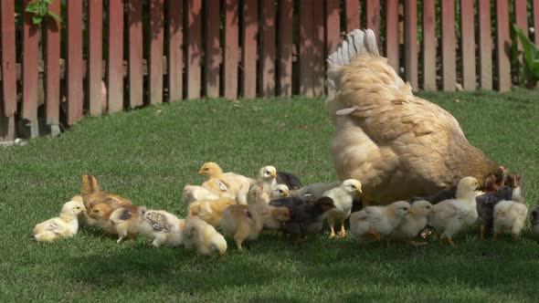 Hen and chickens walking in the grass