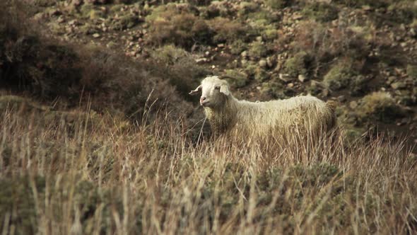 Andean Sheep on Hillside.