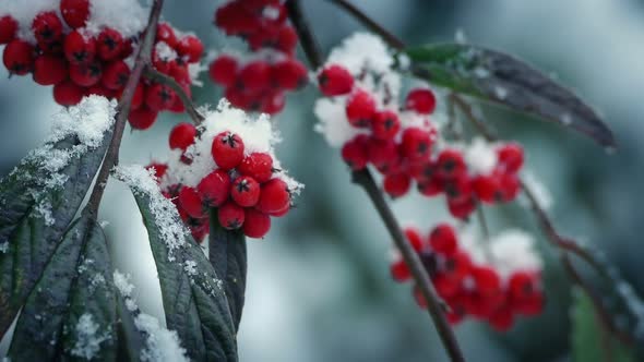 Red Berries On Branch In Snowfall