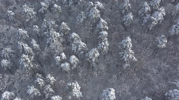 Pine forest under the first snow 4K aerial footage
