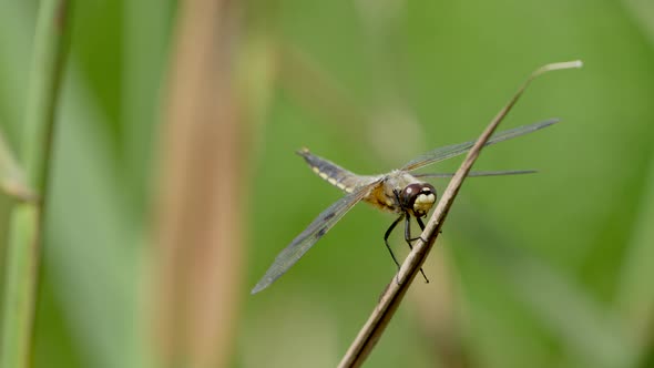 Close up shot of dragonfly on culm of water plant on lake in summer,species