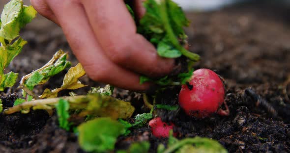 Man cultivating a turnip in garden house