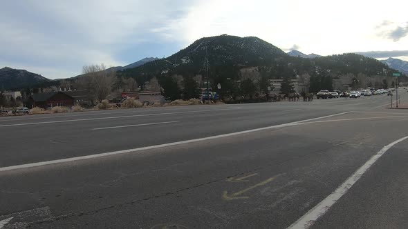 Large numbers of elk from a resident herd stand in the middle of the road in Estes Park Colorado.