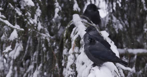 Birds Sitting On A Snowy Branch