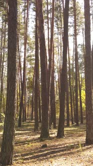 Vertical Video of a Forest in an Autumn Day