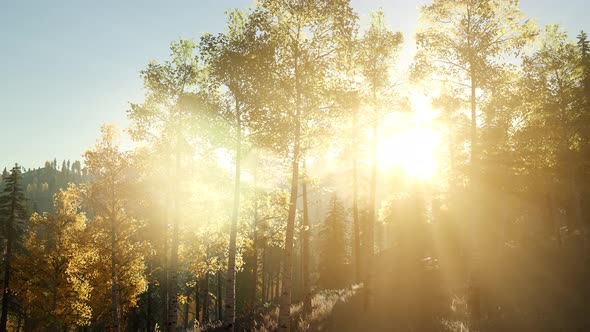 Sun Shining Through Pine Trees in Mountain Forest