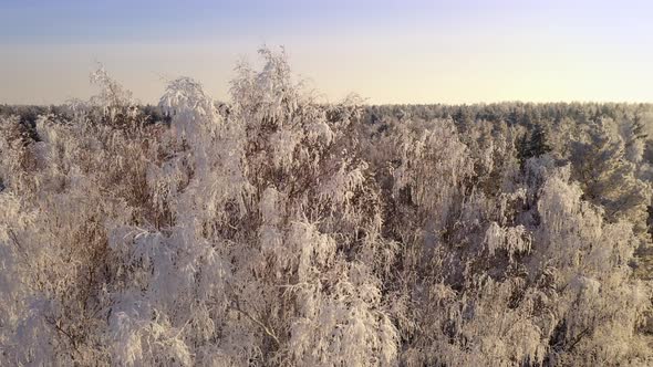 Frozen Trees Covered with Snow and Frost on the Background of a Winter Forest