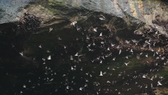 A Large Stone Cave From Which a Huge Flock of Bats Flies Out in the Daytime