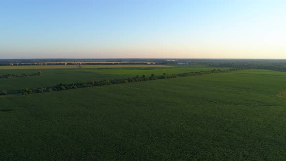 Aerial View Green Corn Field in Sunset or Sunrise Drone Wide Shot Cornfield