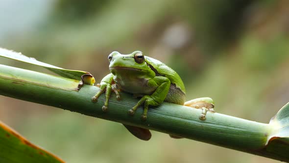 Green tree frog sitting on a branch