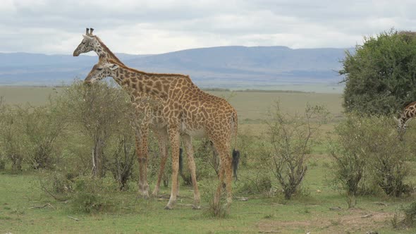 A tower of giraffes