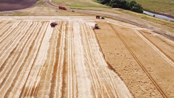 People Are Harvesting. Combines Harvesting Ripe Crops in the Field. Aerial View