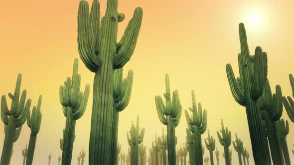 Cactus Daytime Hd