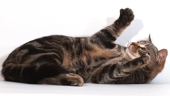 Brown Tabby Domestic Cat Playing against White Background, Slow motion