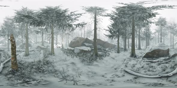 VR360 Conifer Forest on Snowy Winter Day
