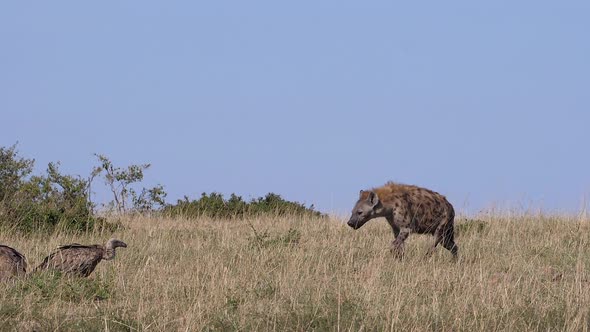 African White Backed Vulture, gyps africanus, Lappet-faced vulture or Nubian vulture, spotted Hyena