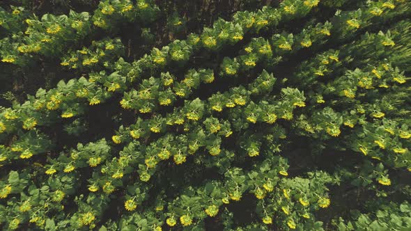 Top View of Sunflower Field Cultivated Agricultural Crops Drone View