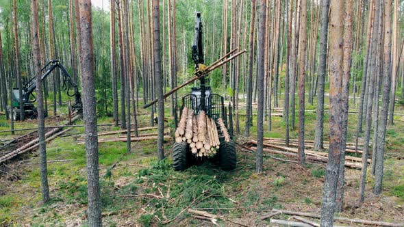 Pine Trunks Are Getting Mechanically Processed and Stacked