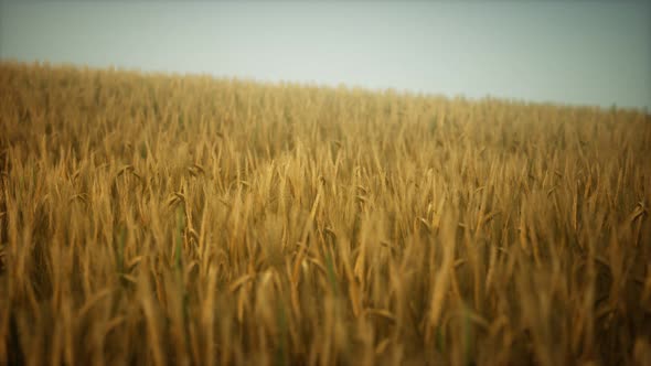 Dark Stormy Clouds Over Wheat Field