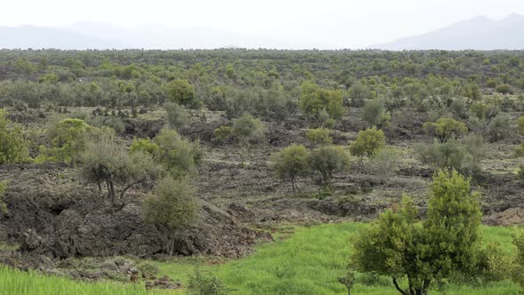 Basalt Plain