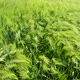 Young wheat ears and moves in the wind - VideoHive Item for Sale