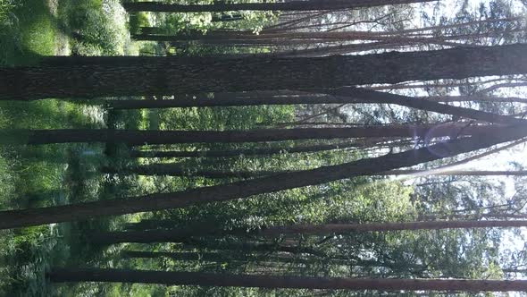 Vertical Video of Forest Landscape in Summer Slow Motion