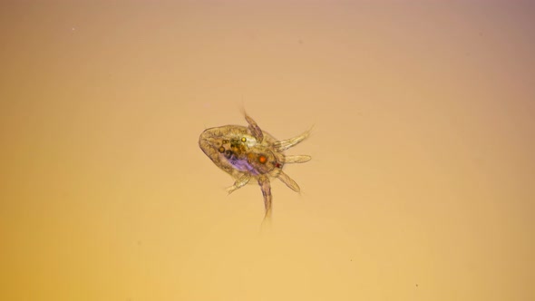 Nauplius Larva Cyclopidae Under a Microscope