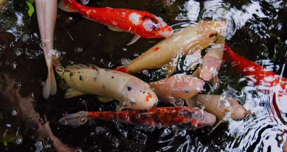 Large Colored Koi Fish Swallows Air Rising to the Surface