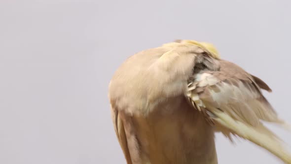 Corel Parrot Cleans Feathers Sitting on a Branch