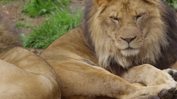 sleepy male lions pan from one to other yawning slow motion