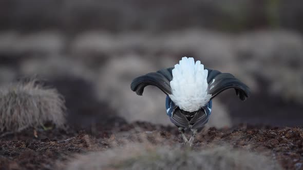 Black Grouse on Spring Bog Ready for Fighting