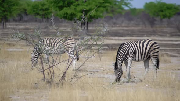 Zebra in the Wild