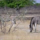 Zebra in the Wild - VideoHive Item for Sale