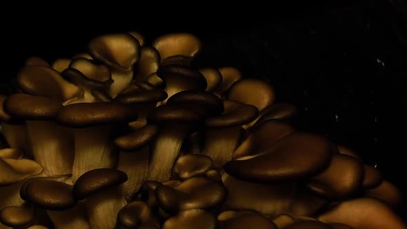 Oyster mushrooms time lapse. Healthly food.