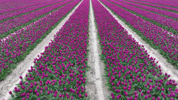 Rows of Purple Tulips in full bloom, Aerial view.