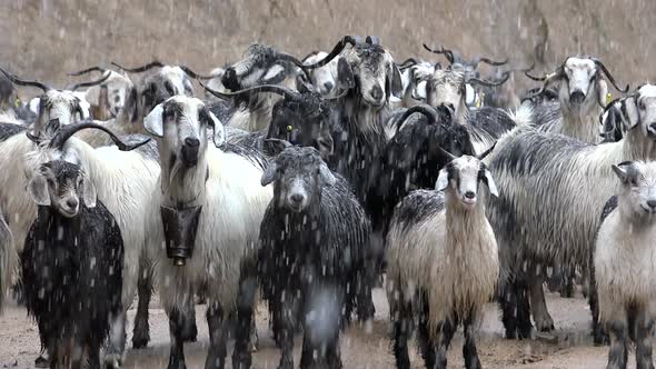 White, Black and Gray Goat Herd Under Heavy Snow