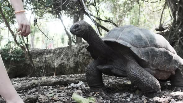 A Huge Aldabra Giant Tortoise Eats Food on a Prison Island in Zanzibar Africa