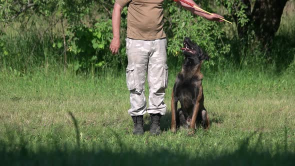 Dog Is Repeating Movements of Its Owner.