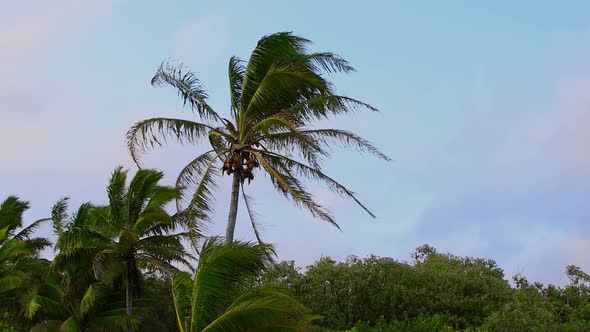 Palm Trees Blowing In The Wind