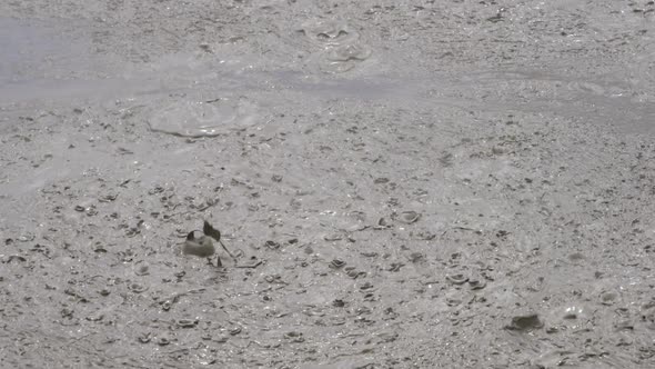 Bubbling Mud Pool in Rotorua, New Zealand