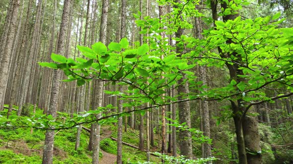 Spring Green Forest Drone Flies Under the Branches of Trees in the Morning Time Beautiful Untouched