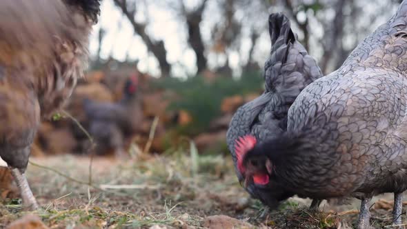 A Group of Free Range Hens Enjoying Eating Grain and Corn in the Farmyard Meadow