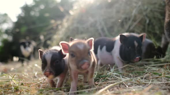 Funny little piglet breed of lop-bellied on a backyard of agricultural farm