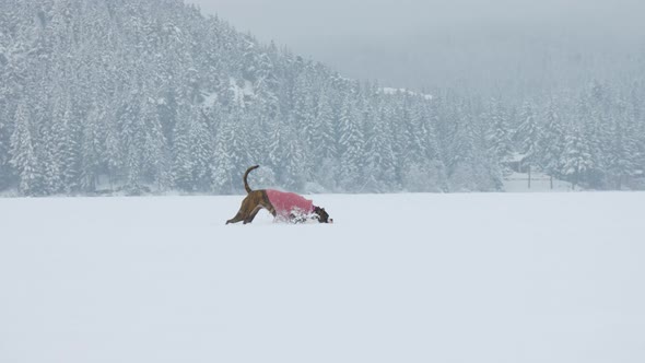 Dog Playing in the Snow